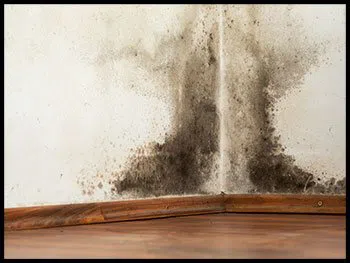 Miami Water & Mold Damage Miami, FL 786-320-7360 Miami Water & Mold Damage Miami, FL 786-320-7360 - serv-mold-v2-wgr-4